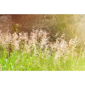 Metlica trsnatá (Deschampsia cespitosa) ´GOLDSCHLEIER´  kont. C2L